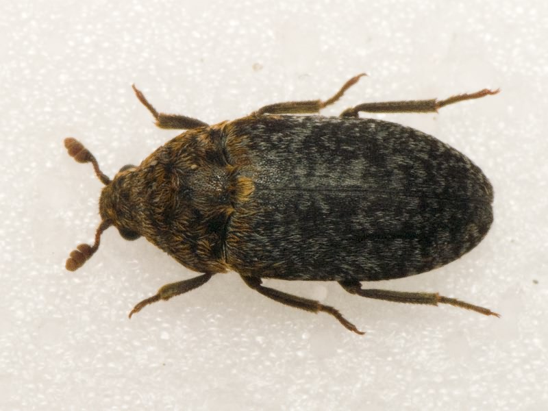 Dermestes undulatus Brahm, 1790