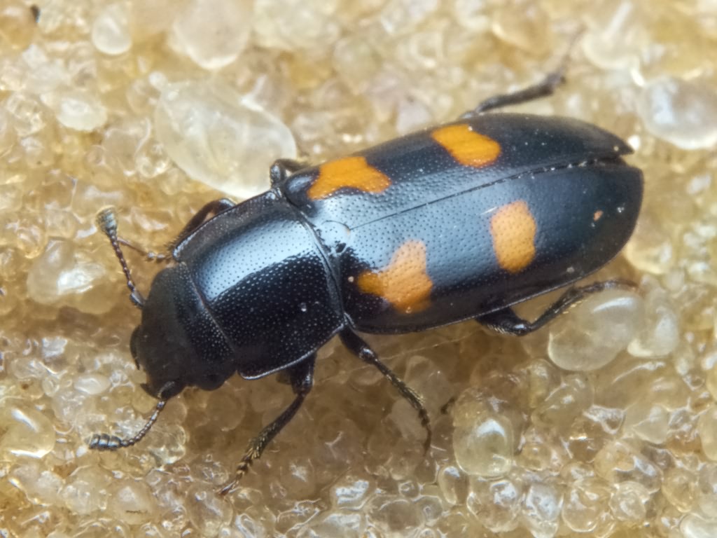 Glischrochilus quadripunctatus (Linnaeus, 1758)