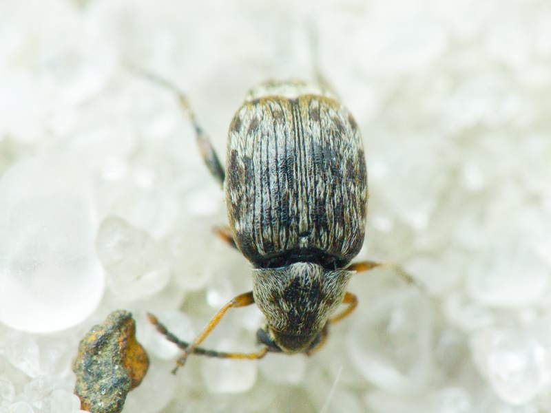 Bruchidius varius (Olivier, 1795)
