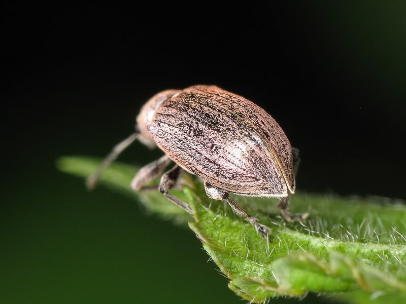 Phyllobius (Phyllobius) pyri (Linnaeus, 1758)