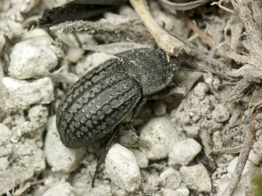 Opatrum sabulosum (Linnaeus, 1760)