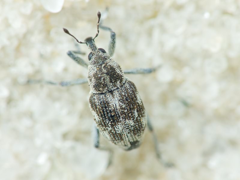 Rhinoncus albicinctus Gyllenhal, 1837