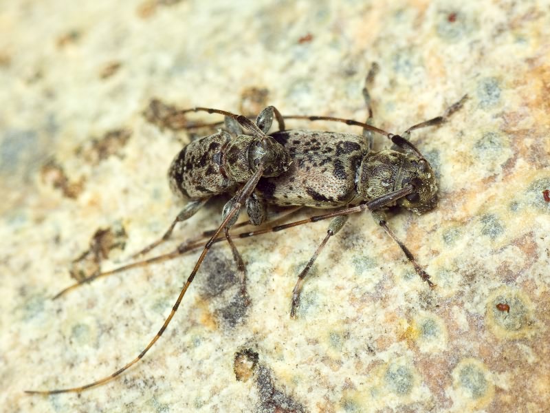 Leiopus femoratus Fairmaire, 1859