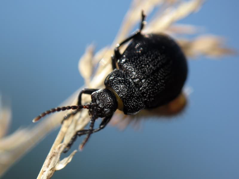 Galeruca tanaceti (Linnaeus, 1758)