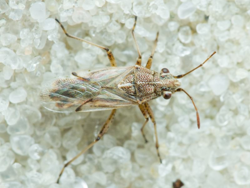 Nysius helveticus (Herrich-Schäffer, 1850)