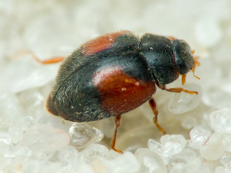 Scymnus (Scymnus) interruptus (Goeze, 1777)