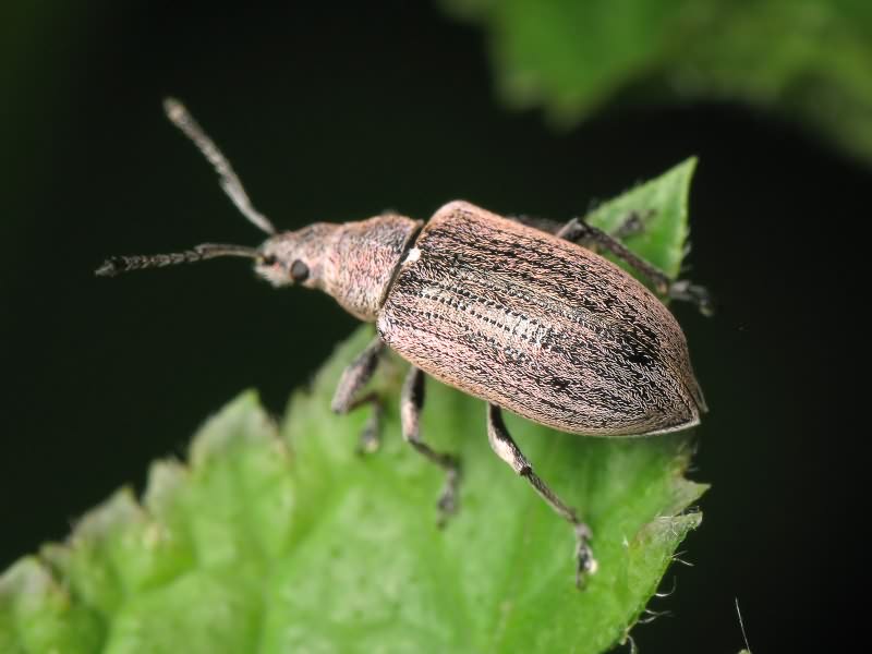 Phyllobius (Phyllobius) pyri (Linnaeus, 1758)
