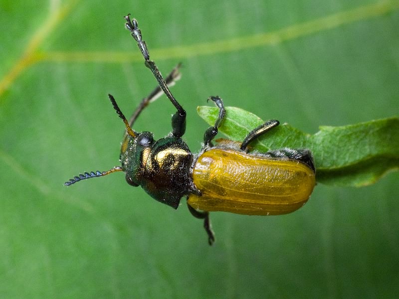Labidostomis longimana (Linnaeus, 1760)