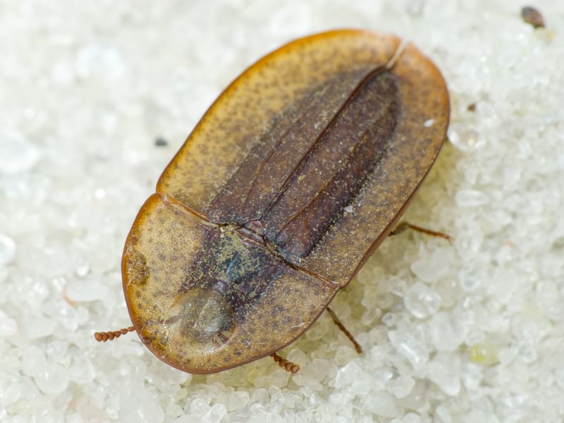 Cossyphus tauricus Steven, 1829