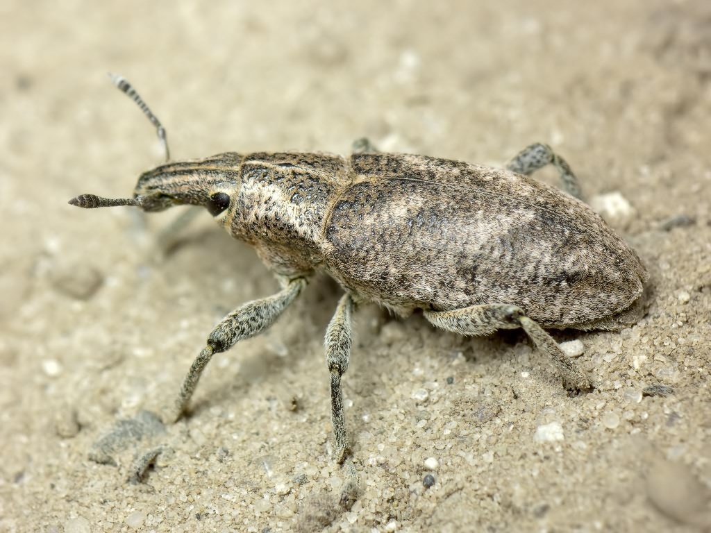 Cleonis pigra (Scopoli, 1763)