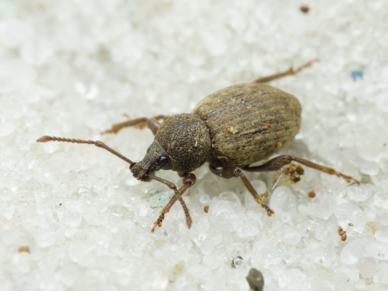 Otiorhynchus (Choilisanus) raucus (Fabricius, 1777)