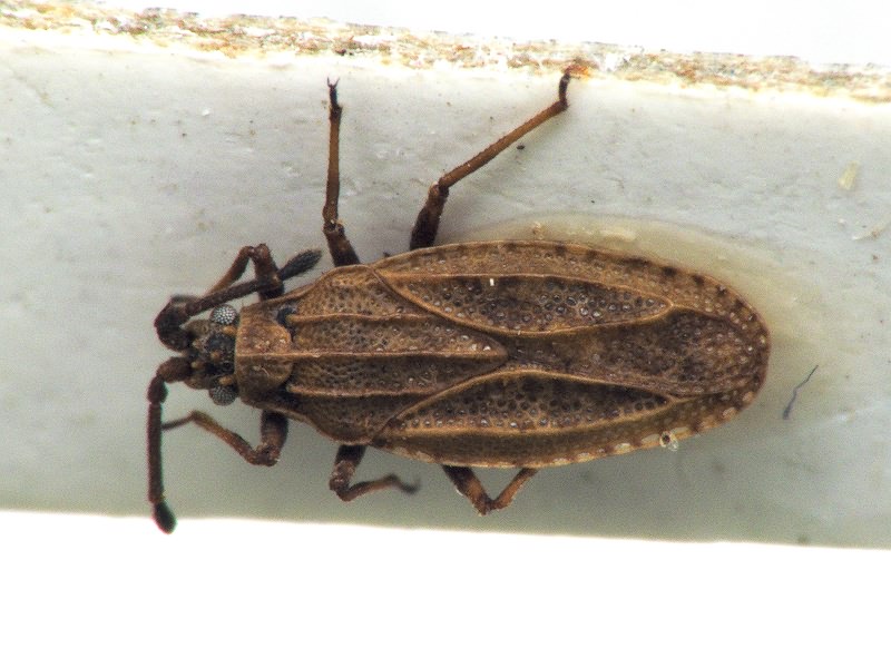 Tingis (Tropidocheila) sideritis Štusák, 1973