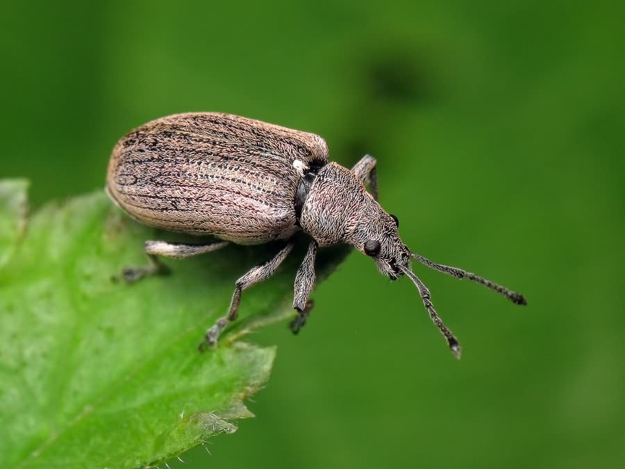 Phyllobius (Phyllobius) pyri (Linnaeus, 1758)