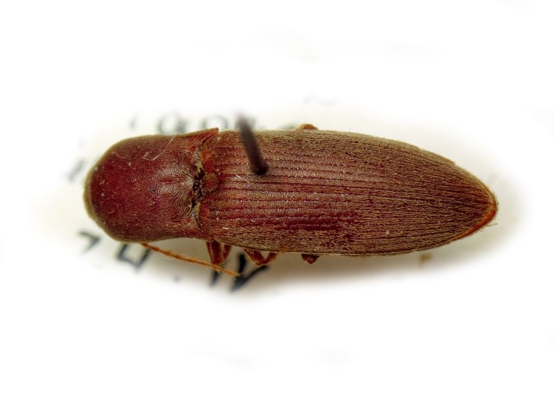 Agriotes meticulosus Candèze, 1863
