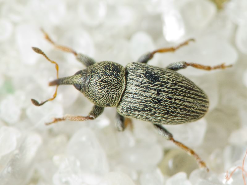Tychius picirostris (Fabricius, 1787)