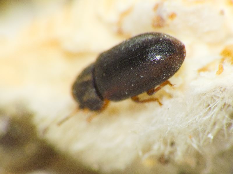 Cis rugulosus Mellie, 1848
