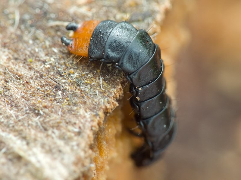 Lygistopterus sanguineus (Linnaeus, 1758)