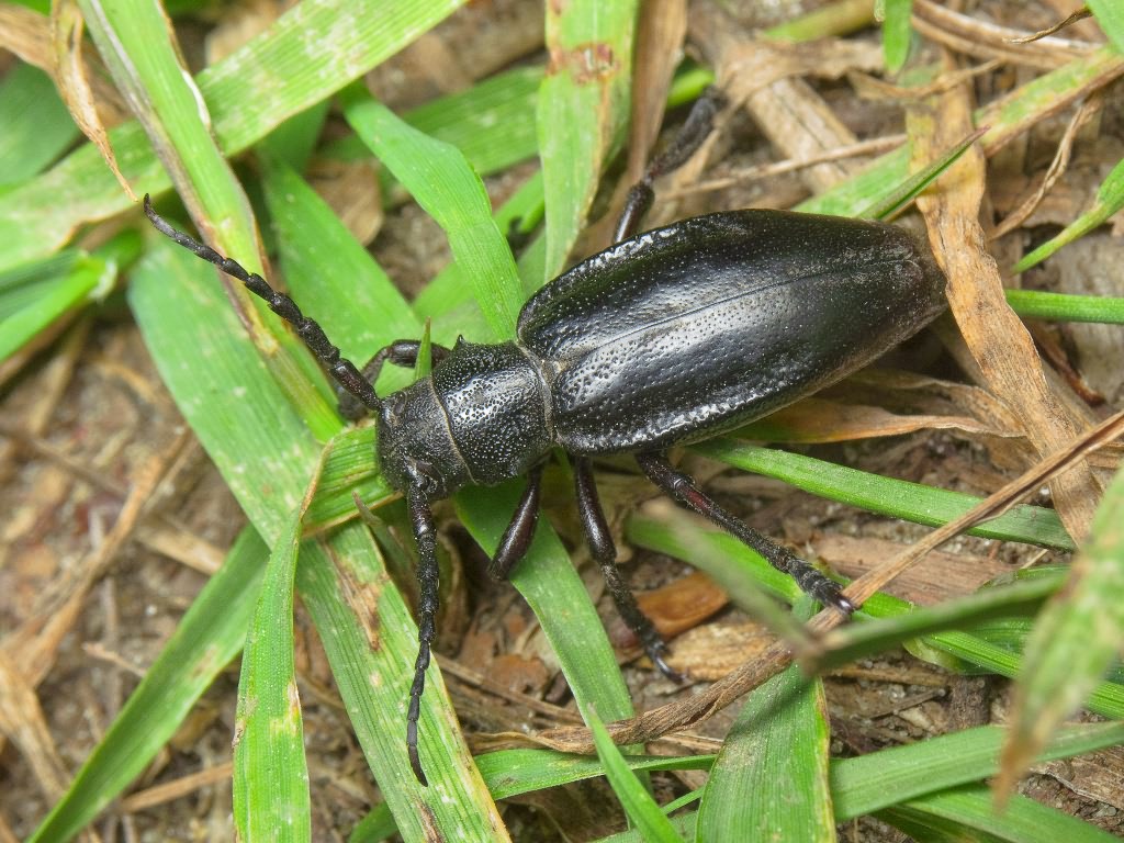 Dorcadion (Carinatodorcadion) carinatum (Pallas, 1771)