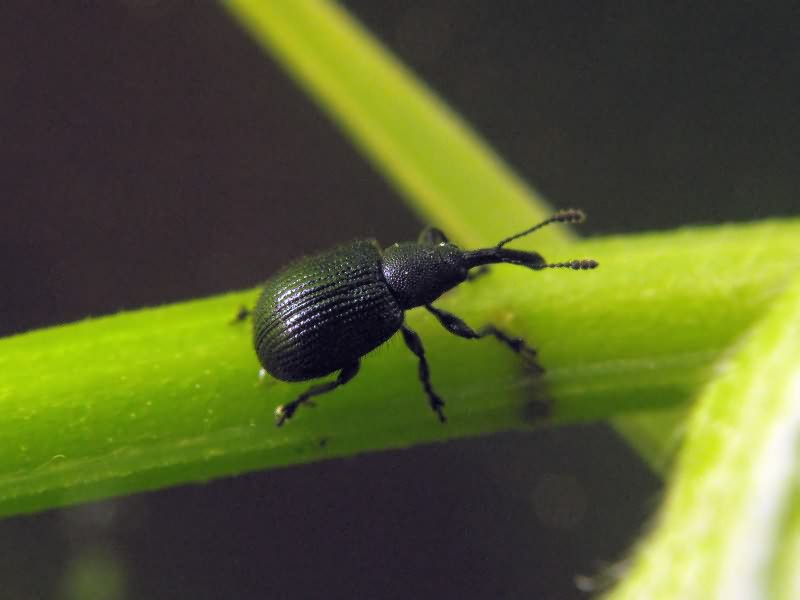 Neocoenorrhinus pauxillus Germar, 1824