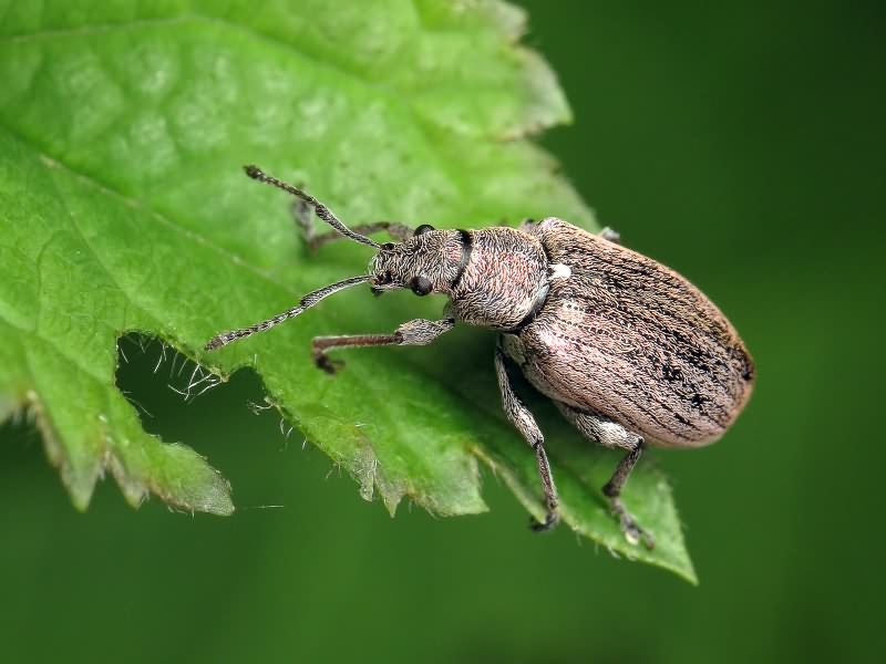 Phyllobius (Phyllobius) pyri (Linnaeus, 1758)