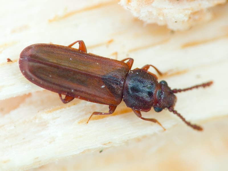 Pediacus dermestoides (Fabricius, 1792)