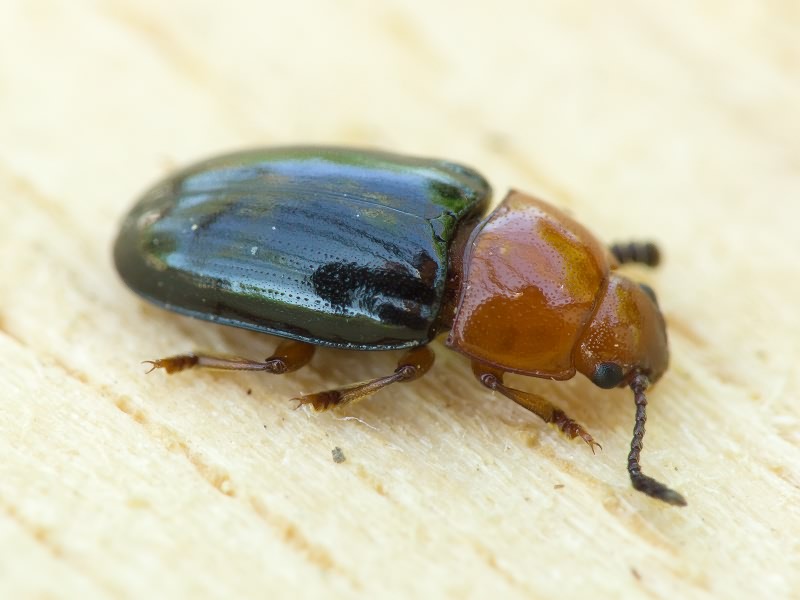Triplax russica (Linnaeus, 1758)