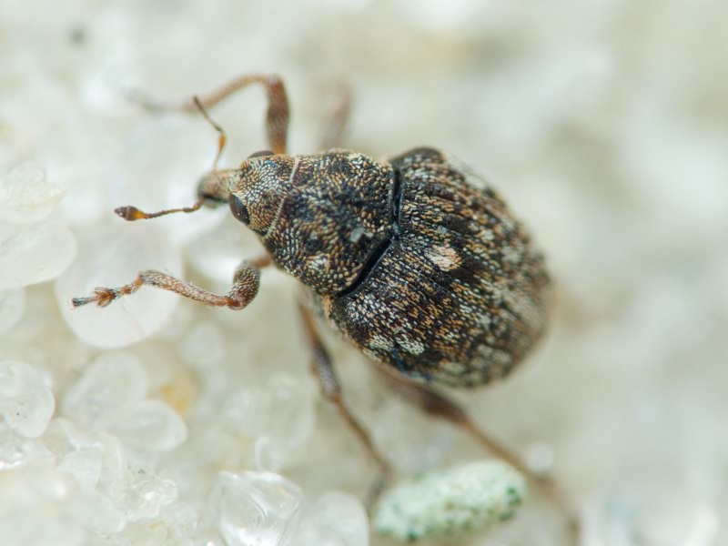 Rhinoncus bruchoides (Herbst, 1784)
