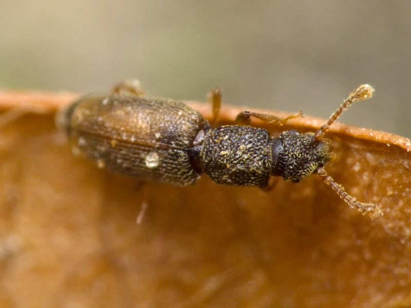Monotoma bicolor A. Villa & G. B. Villa, 1835