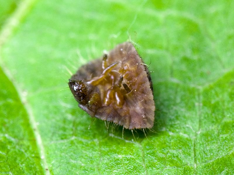 Dapsa denticollis (Germar, 1817)