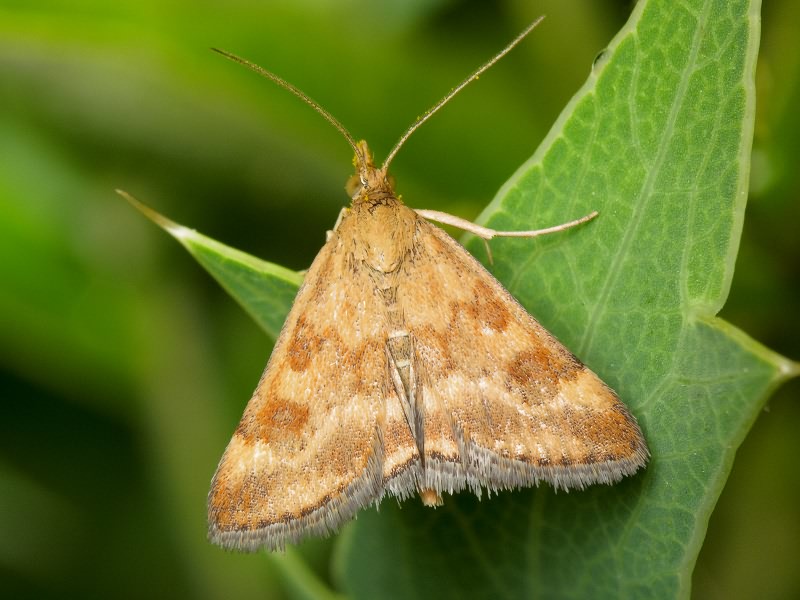 Pyrausta despicata (Scopoli, 1763)