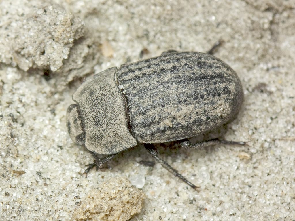 Opatrum sabulosum (Linnaeus, 1760)