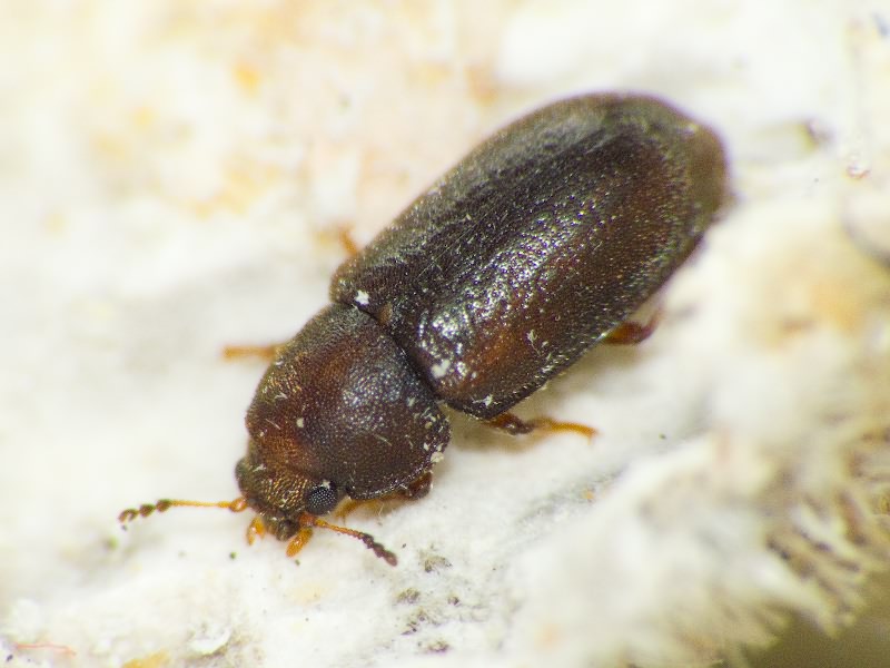 Cis rugulosus Mellie, 1848