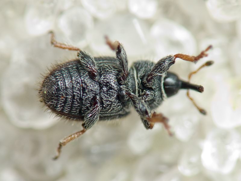 Mecinus labilis (Herbst, 1795)