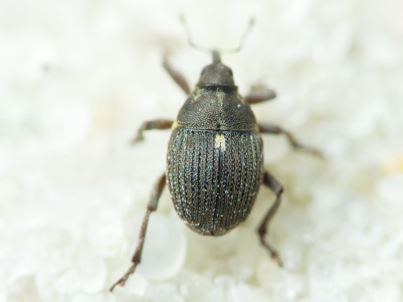 Glocianus punctiger (C.R.Sahlberg, 1835)