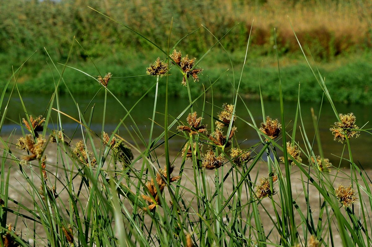 Bolboschoenus maritimus subsp. maritimus (L.) Palla