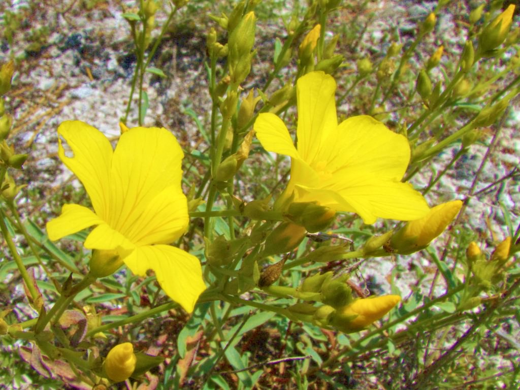 Linum ucranicum Czern. ex Gruner
