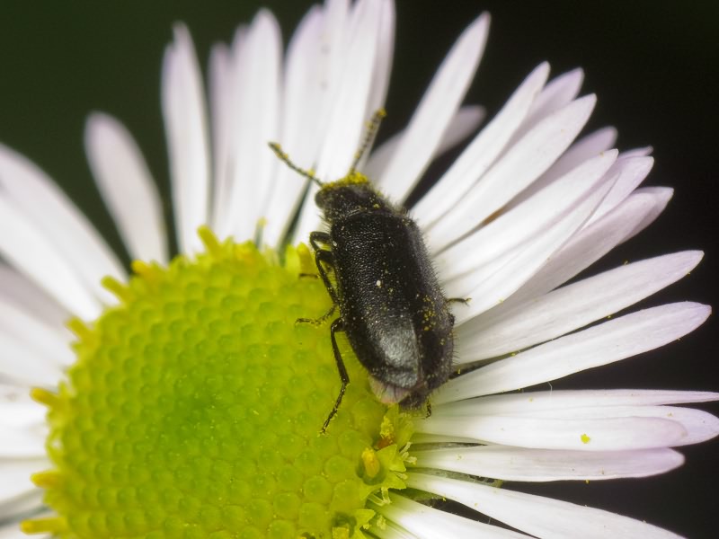 Melyridae Leach, 1815