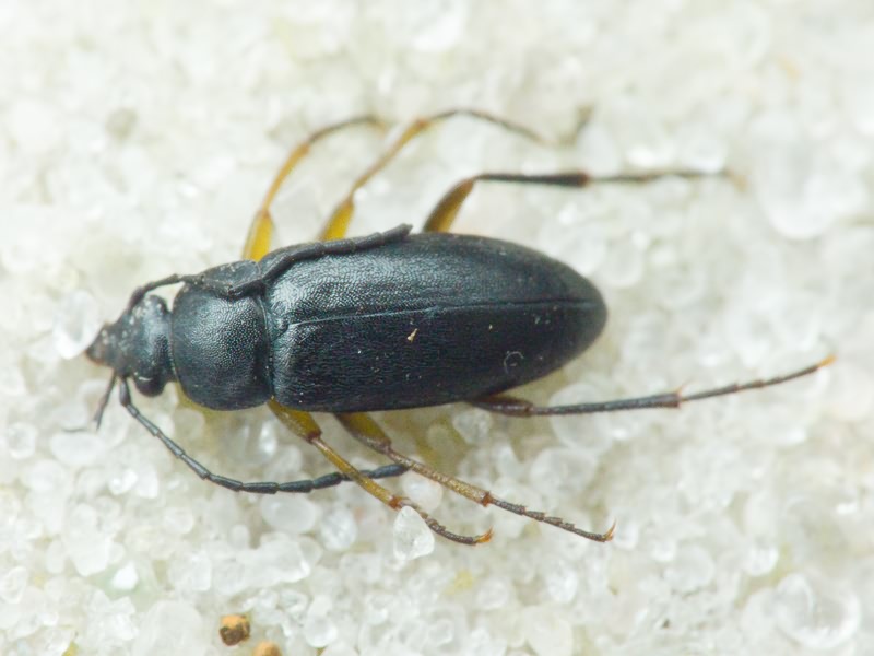 Cteniopus sulphuripes (Germar, 1824)