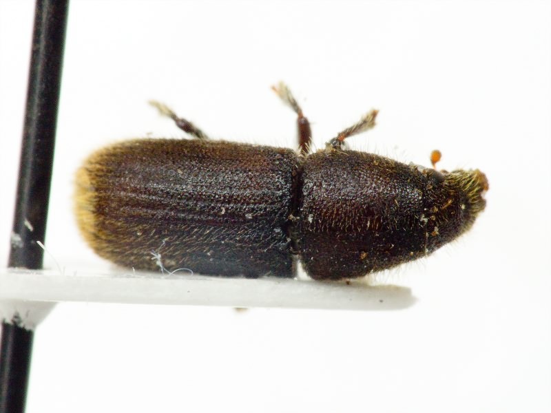Hylurgus ligniperda (Fabricius, 1787)
