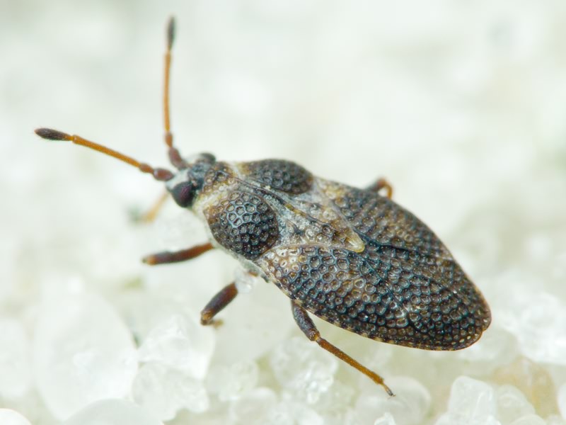 Oncochila scapularis (Fieber, 1844)