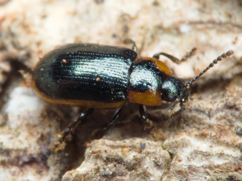 Hydrothassa marginella (Linnaeus, 1758)