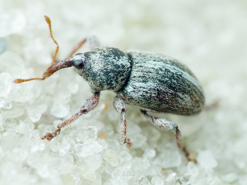 Tychius quinquepunctatus (Linnaeus, 1758)