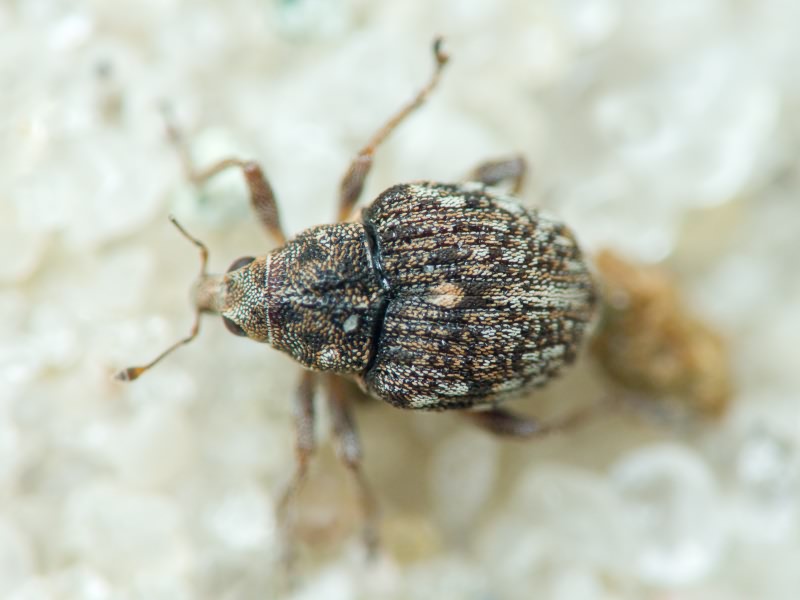 Rhinoncus bruchoides (Herbst, 1784)