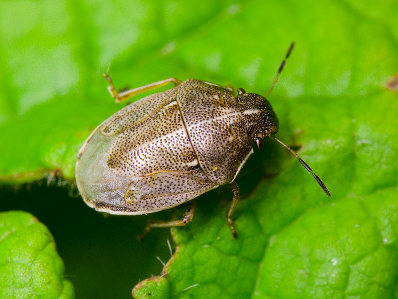 Neottiglossa pusilla (Gmelin, 1790)