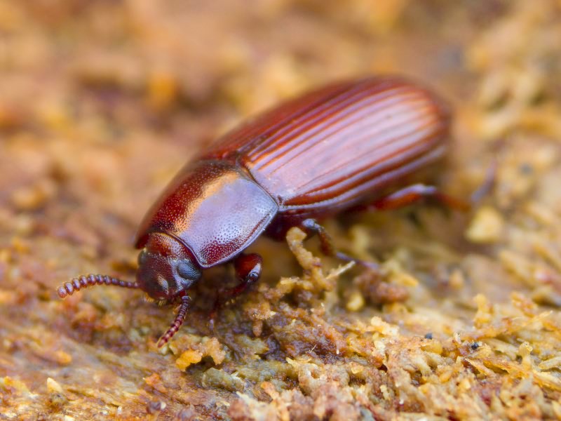 Uloma (Uloma) culinaris (Linnaeus, 1758)