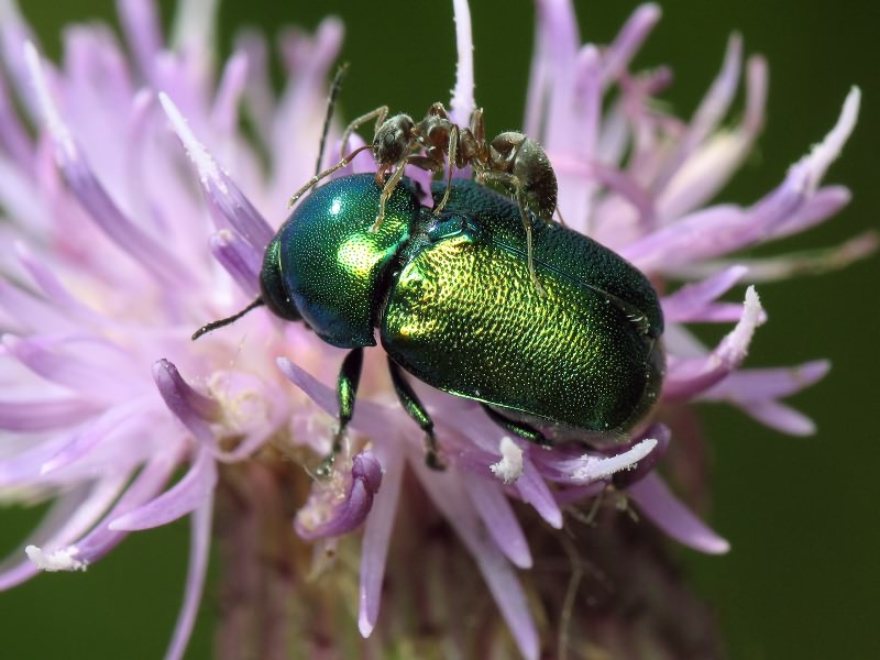 Cryptocephalus sericeus (Linnaeus, 1758)