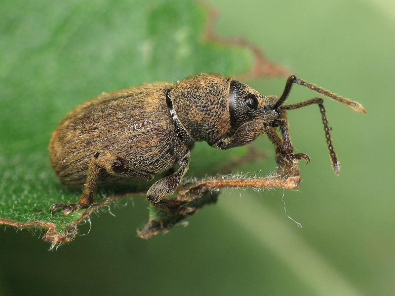 Otiorhynchus (Choilisanus) brunneus Gyllenhal, 1834