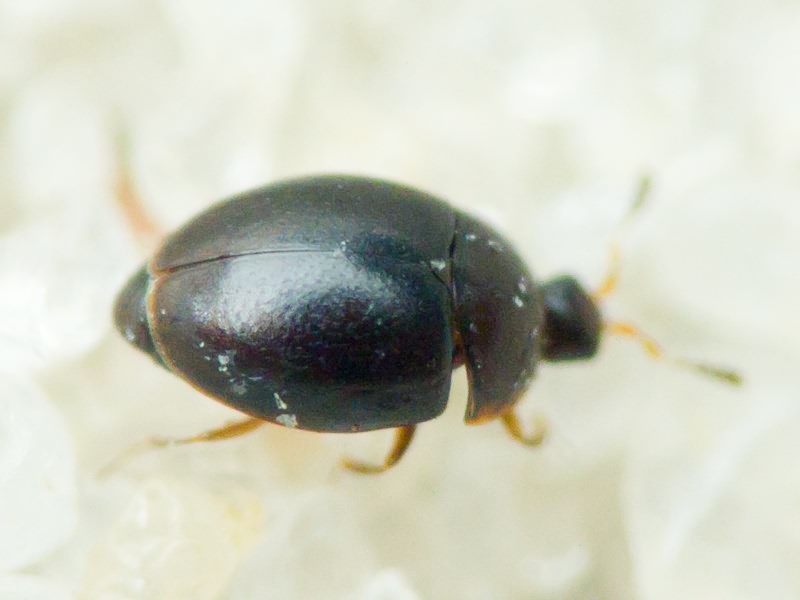 Orthoperus Stephens, 1829
