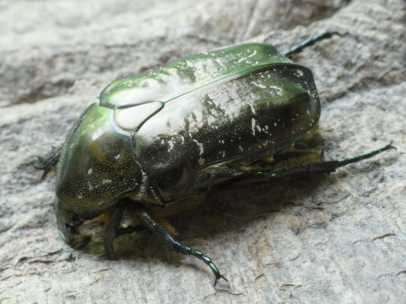 Protaetia marmorata (Fabricius, 1792)