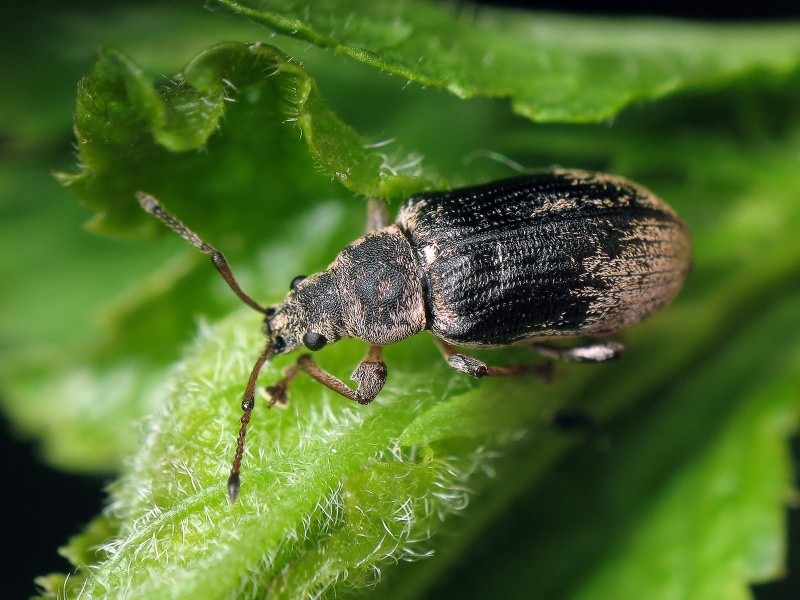 Phyllobius (Phyllobius) pyri (Linnaeus, 1758)
